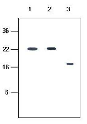 Western Blot: KIR2DL4/CD158d Antibody (2H6)BSA Free [NBP1-04312]