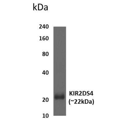 Western Blot: KIR2DS4/CD158i Antibody (MM0442-2G42)Azide and BSA Free [NBP2-11762]