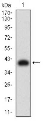 Western Blot: KIR3DL1 Antibody (2C3B6)BSA Free [NBP2-61687]