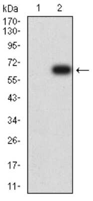 Western Blot: KIR3DL1 Antibody (2C3B6)BSA Free [NBP2-61687]