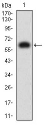 Western Blot: KIR3DL1 Antibody (6D9A4)BSA Free [NBP2-61805]