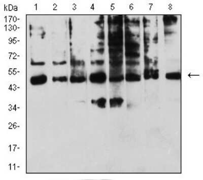 Western Blot: KIR3DL1 Antibody (6D9F6)BSA Free [NBP2-61811]
