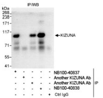 Immunoprecipitation: KIZUNA Antibody [NB100-40837]