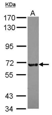 Western Blot: KIZUNA Antibody [NBP2-17065]