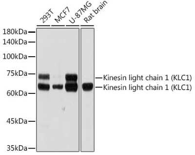 Western Blot: KLC1 Antibody (5C3P5) [NBP3-15712]