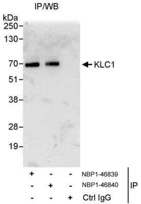 Immunoprecipitation: KLC1 Antibody [NBP1-46839]