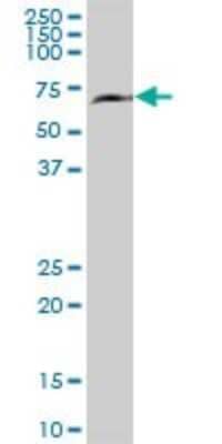 Western Blot: KLC1 Antibody [H00003831-B01P]