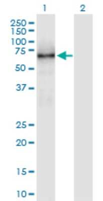 Western Blot: KLC1 Antibody [H00003831-B01P]