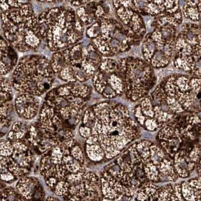 Immunohistochemistry-Paraffin: KLC4 Antibody [NBP1-88772]
