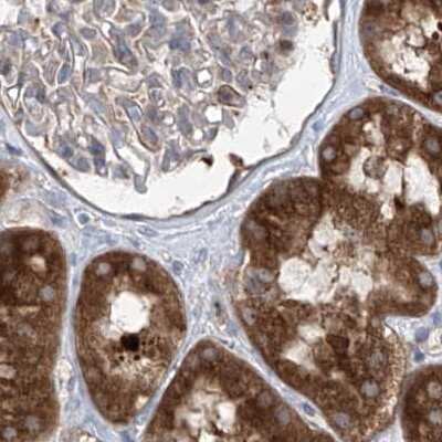 Immunohistochemistry-Paraffin: KLC4 Antibody [NBP1-88772]