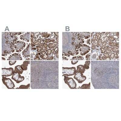 Immunohistochemistry-Paraffin: KLC4 Antibody [NBP1-88772]