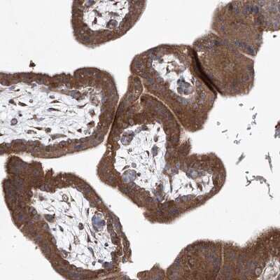 Immunohistochemistry-Paraffin: KLC4 Antibody [NBP1-88772]