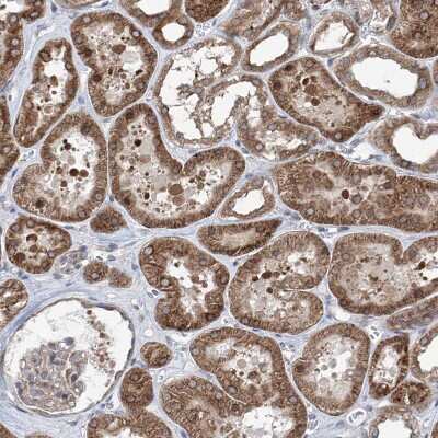 Immunohistochemistry-Paraffin: KLC4 Antibody [NBP1-88773]