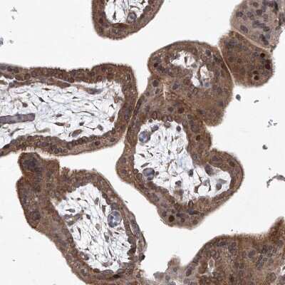 Immunohistochemistry-Paraffin: KLC4 Antibody [NBP1-88773]