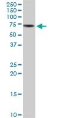 Western Blot: KLC4 Antibody [H00089953-B01P]