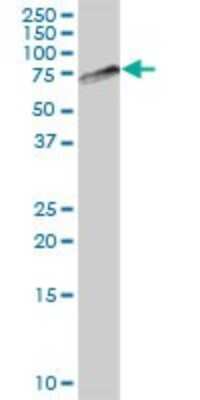 Western Blot: KLC4 Antibody [H00089953-B01P]