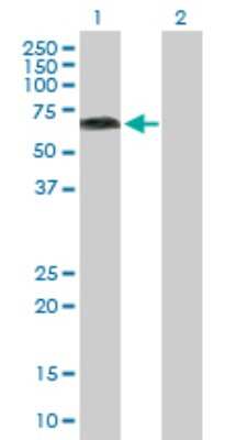 Western Blot: KLC4 Antibody [H00089953-B01P]