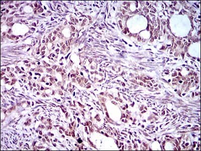 Immunohistochemistry-Paraffin: KLF1 Antibody (1B6A3) - BSA Free [NBP2-37380]