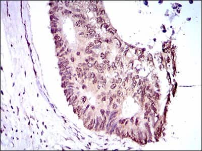 Immunohistochemistry-Paraffin: KLF1 Antibody (1B6A3) - BSA Free [NBP2-37380]