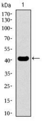 Western Blot: KLF1 Antibody (1B6A3)BSA Free [NBP2-37380]