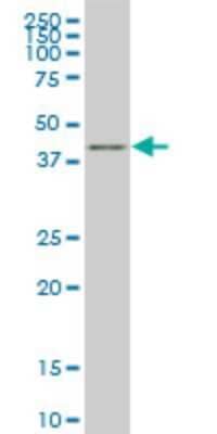 Western Blot: KLF1 Antibody (1E4) [H00010661-M03]