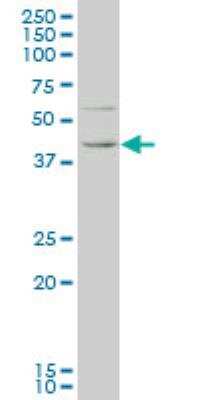 Western Blot: KLF1 Antibody (2A6) [H00010661-M05]