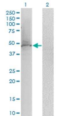 Western Blot: KLF1 Antibody (2A6) [H00010661-M05]