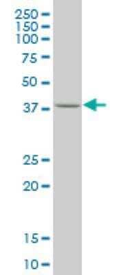 Western Blot: KLF1 Antibody (4E10) [H00010661-M02]