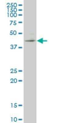 Western Blot: KLF1 Antibody (5G12) [H00010661-M04]