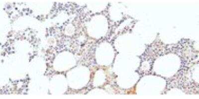 Immunohistochemistry-Paraffin: KLF1 Antibody [NB100-1019]