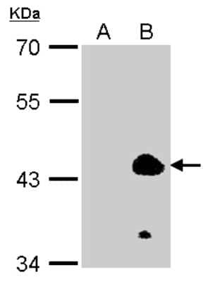 Western Blot: KLF1 Antibody [NBP2-15007]