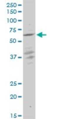 Western Blot: KLF10 Antibody (1H3) [H00007071-M15]