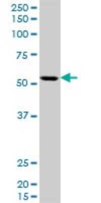 Western Blot: KLF10 Antibody (1H3) [H00007071-M15]