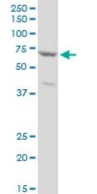 Western Blot: KLF10 Antibody (1H3) [H00007071-M15]
