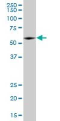 Western Blot: KLF10 Antibody (1H3) [H00007071-M15]