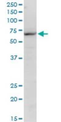 Western Blot: KLF10 Antibody (1H3) [H00007071-M15]