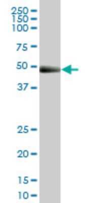 Western Blot: KLF10 Antibody (1H3) [H00007071-M15]