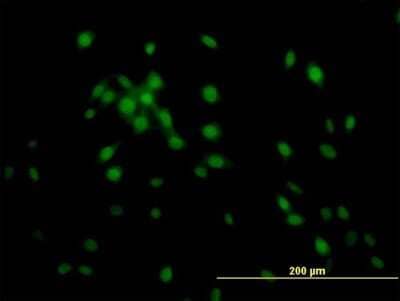 Immunocytochemistry/ Immunofluorescence: KLF11 Antibody (10D8) [H00008462-M03]