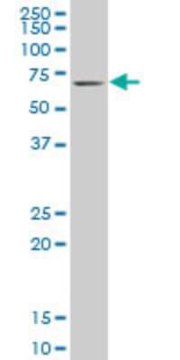 Western Blot: KLF11 Antibody (10D8) [H00008462-M03]