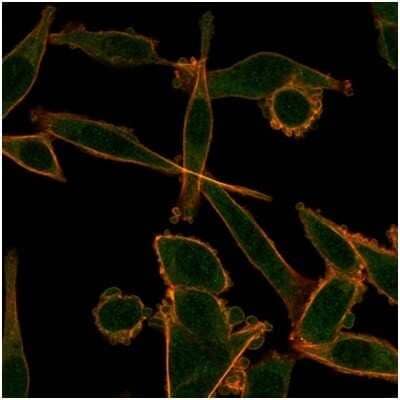 Immunocytochemistry/ Immunofluorescence: KLF12 Antibody (PCRP-KLF12-1E3) [NBP3-13848]