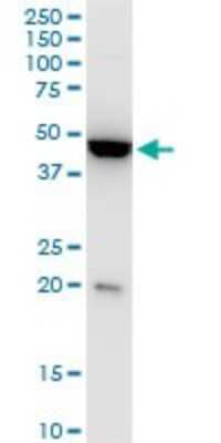 Western Blot: KLF13 Antibody (1D3) [H00051621-M01]