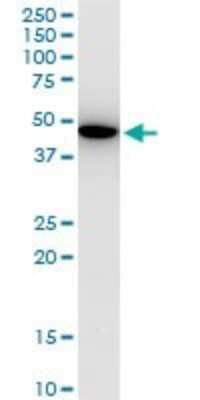 Western Blot: KLF13 Antibody (1D3) [H00051621-M01]
