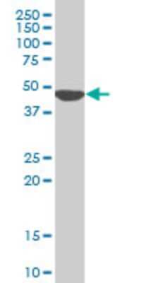 Western Blot: KLF13 Antibody (1D3) [H00051621-M01]