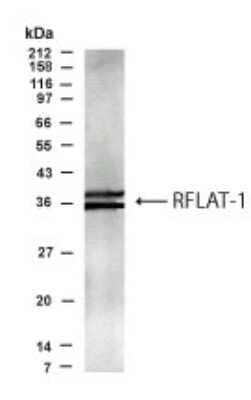 Western Blot: KLF13 AntibodyBSA Free [NBP2-23614]