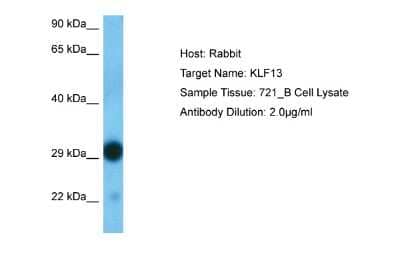 Western Blot: KLF13 Antibody [NBP2-82267]