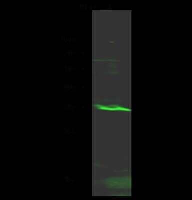 Western Blot: KLF13 Antibody [NBP2-98809]