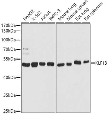 Western Blot: KLF13 AntibodyAzide and BSA Free [NBP3-15528]