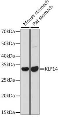 Western Blot: KLF14 AntibodyAzide and BSA Free [NBP3-15576]