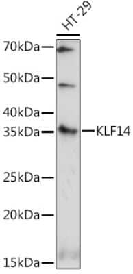 Western Blot: KLF14 AntibodyAzide and BSA Free [NBP3-15576]