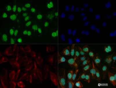 Immunocytochemistry/ Immunofluorescence: KLF15 Antibody [NBP2-24635]